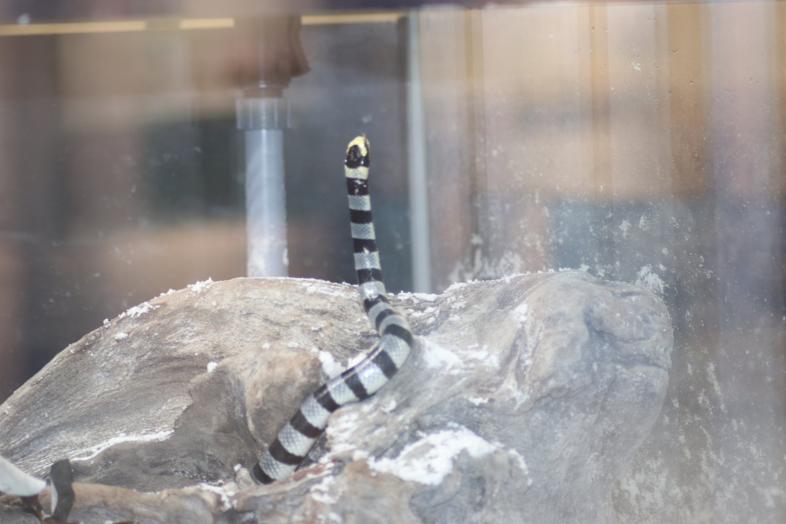 Yellow-Lipped Sea Krait (Laticauda colubrina)