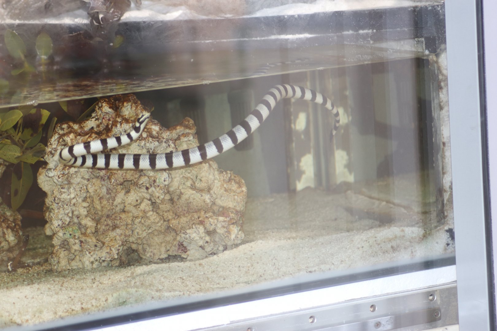 Yellow-Lipped Sea Krait (Laticauda colubrina)