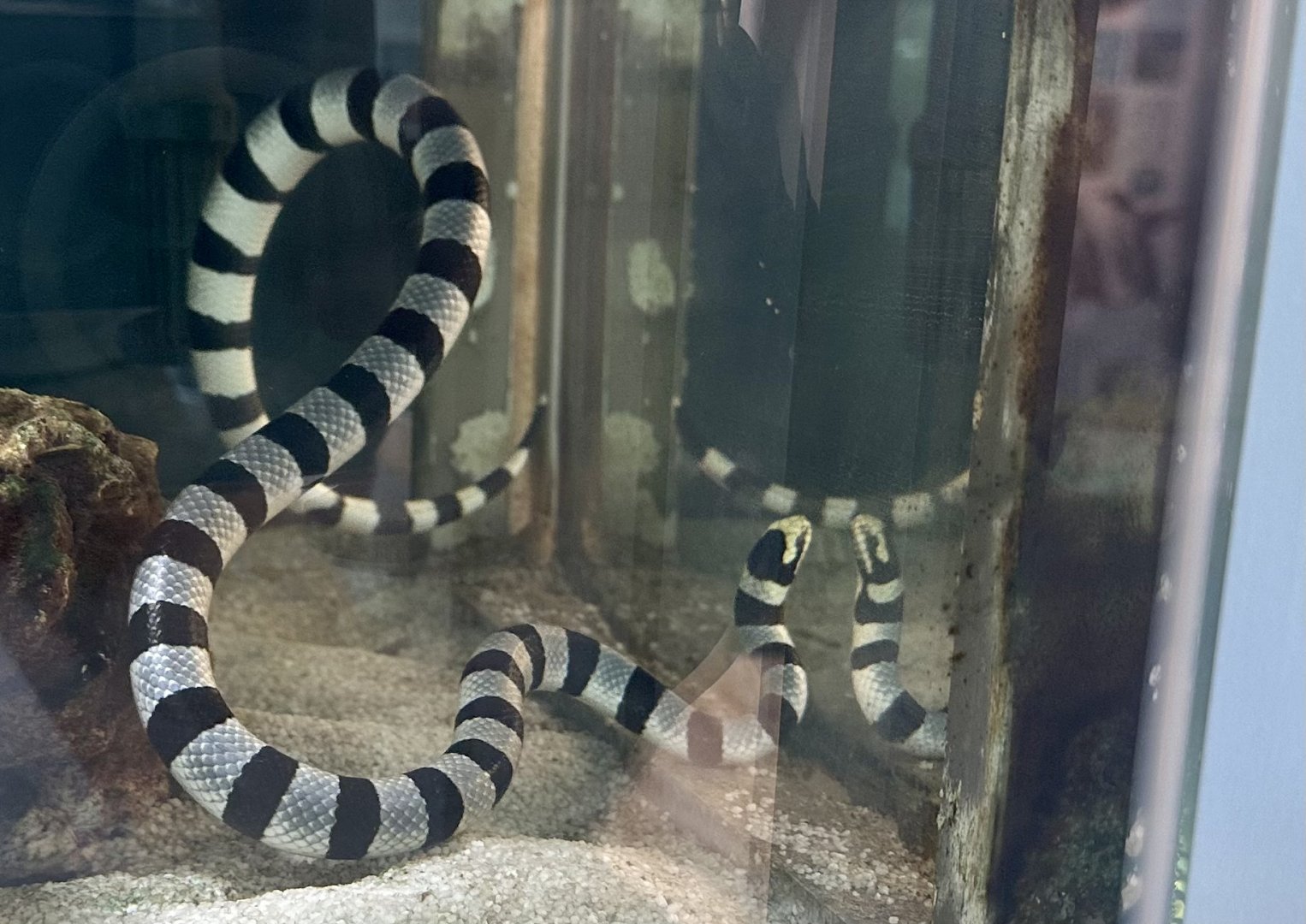 Yellow-lipped sea krait (Laticauda colubrina)