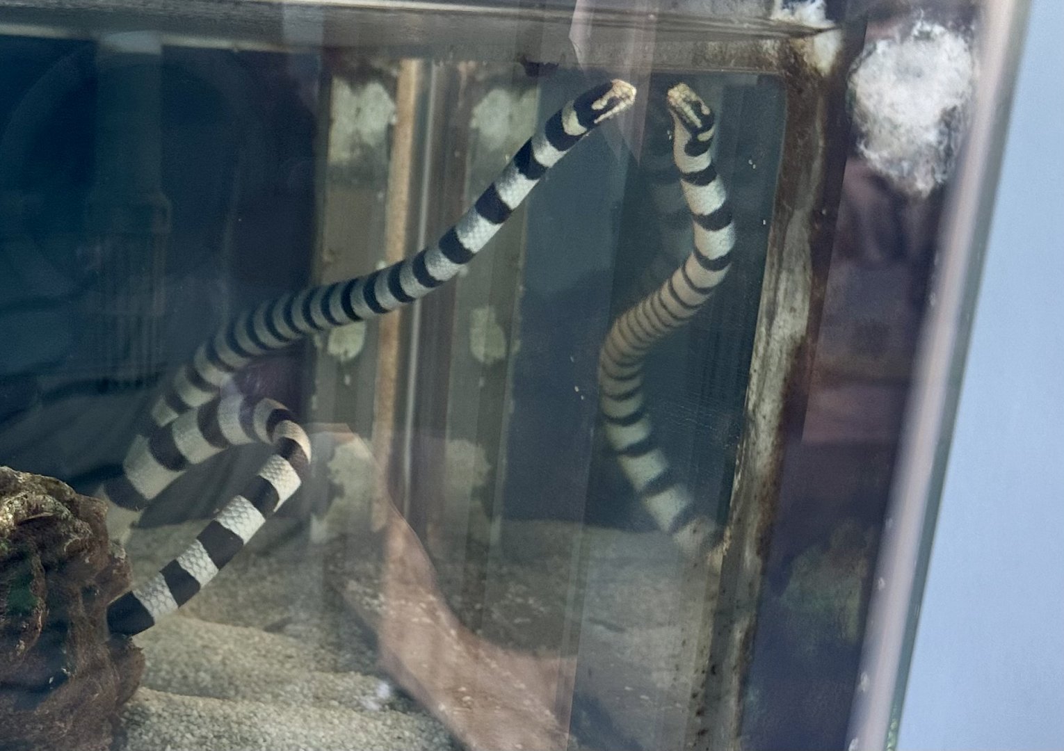 Yellow-lipped sea krait (Laticauda colubrina)