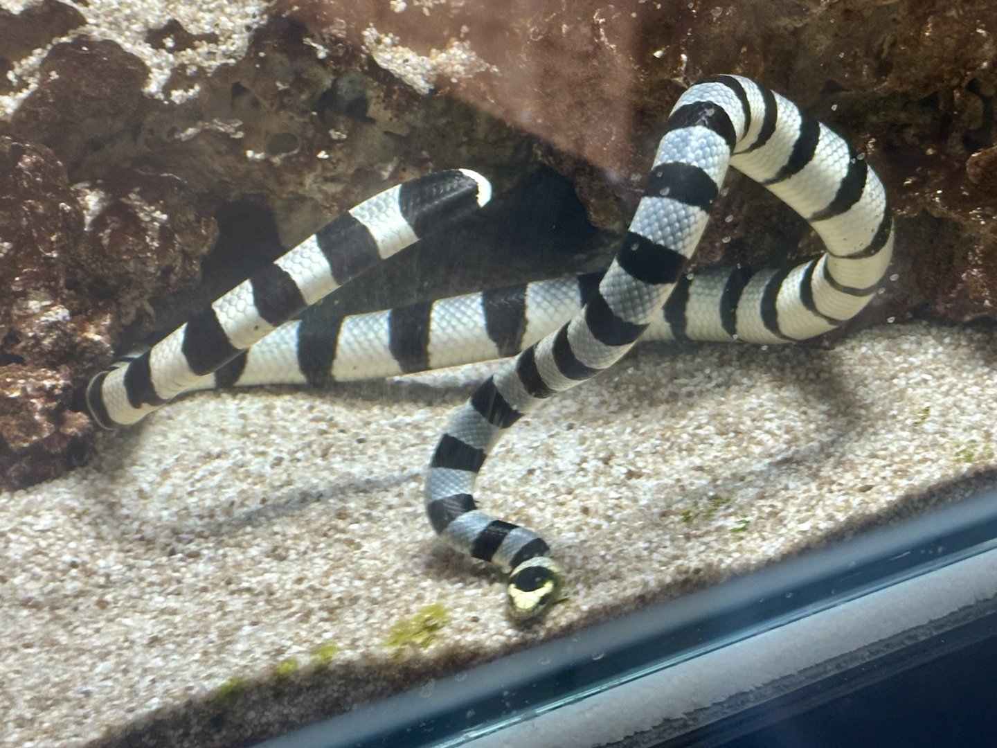 Yellow-lipped sea krait (Laticauda colubrina)