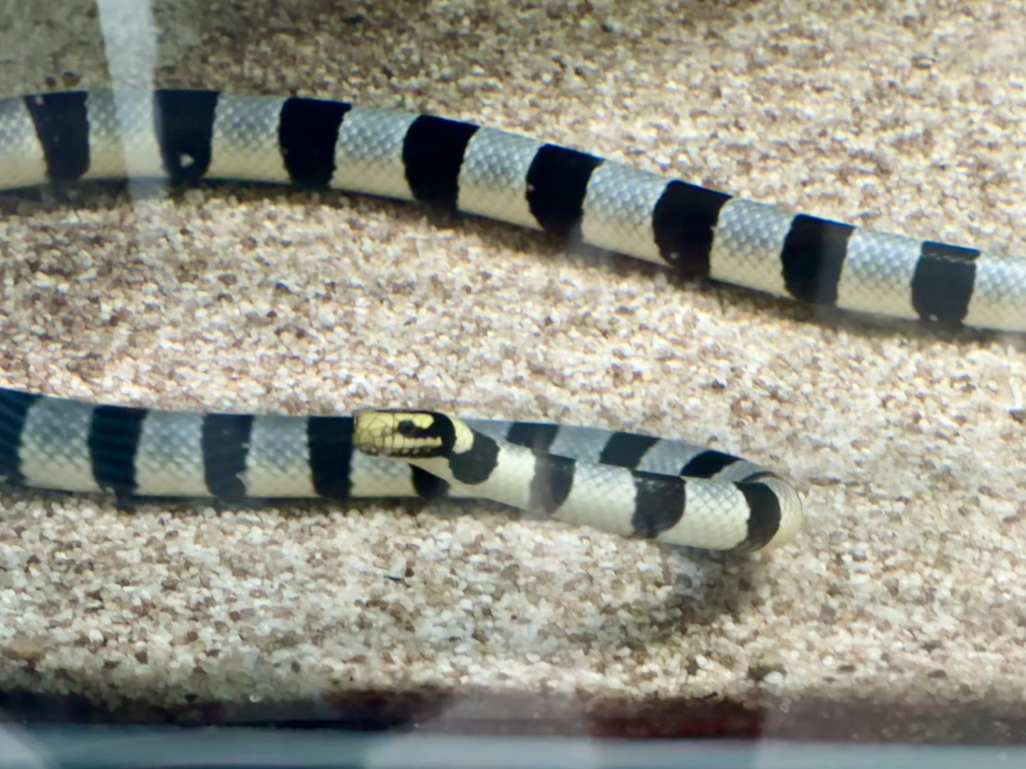 Yellow-lipped sea krait (Laticauda colubrina)