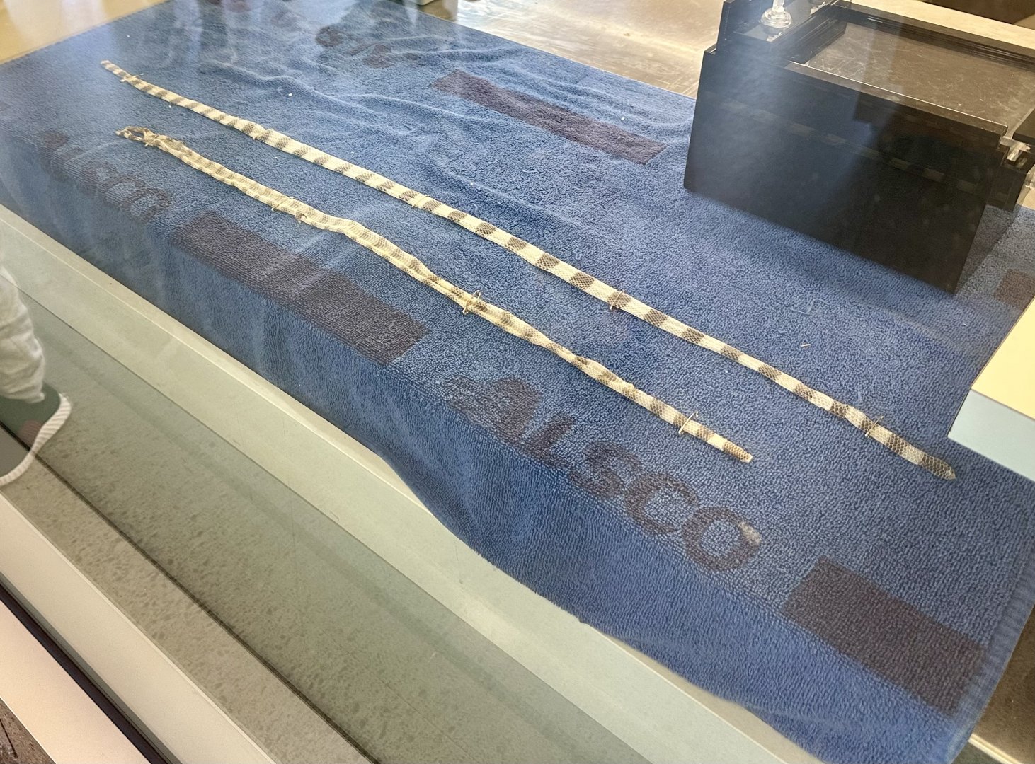 Yellow-lipped Sea Krait Shedded Skins