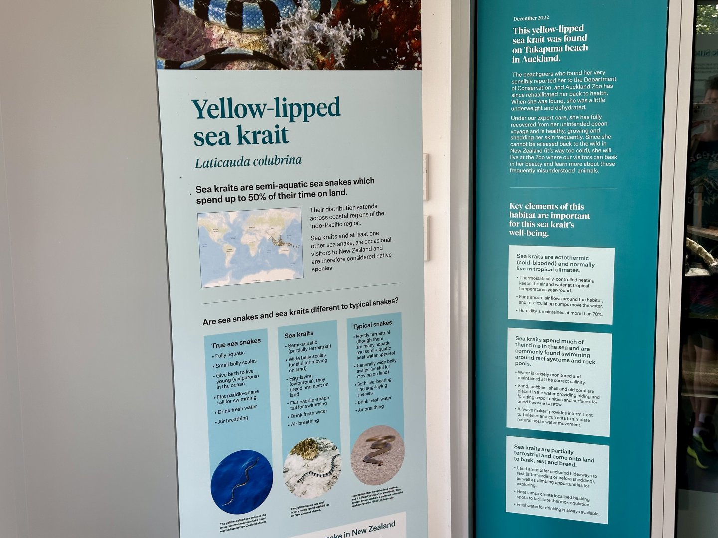 Yellow-lipped Sea Krait Signage