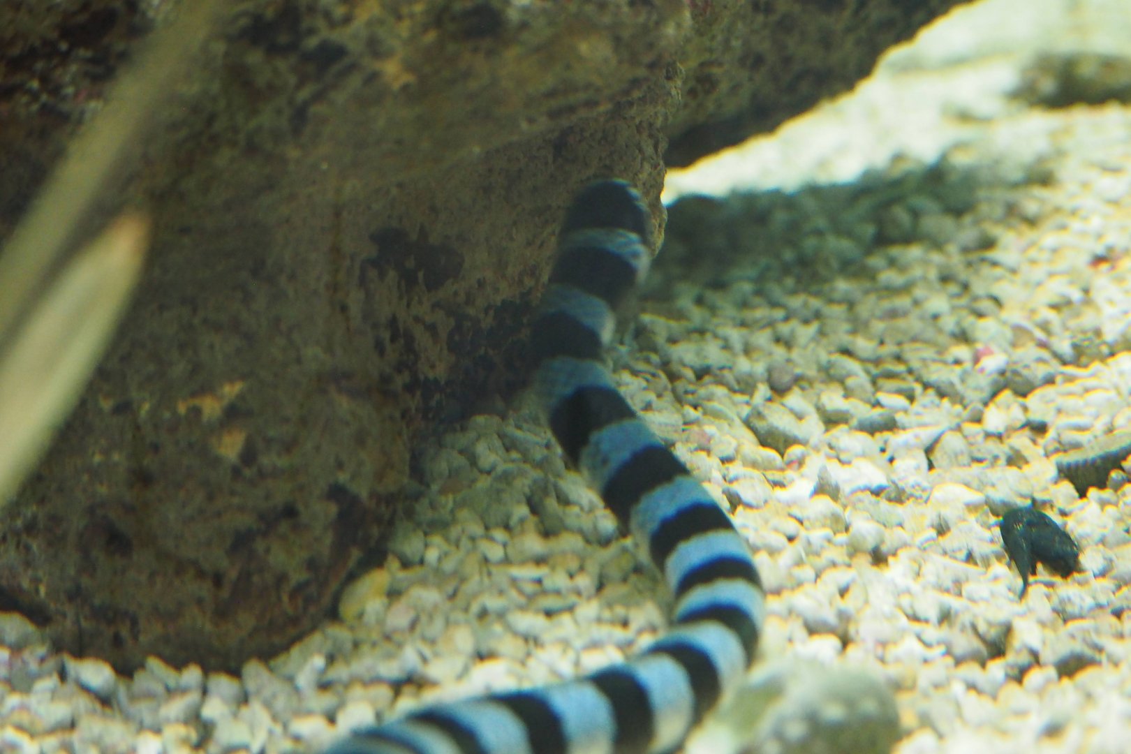 Yellow-lipped sea krait