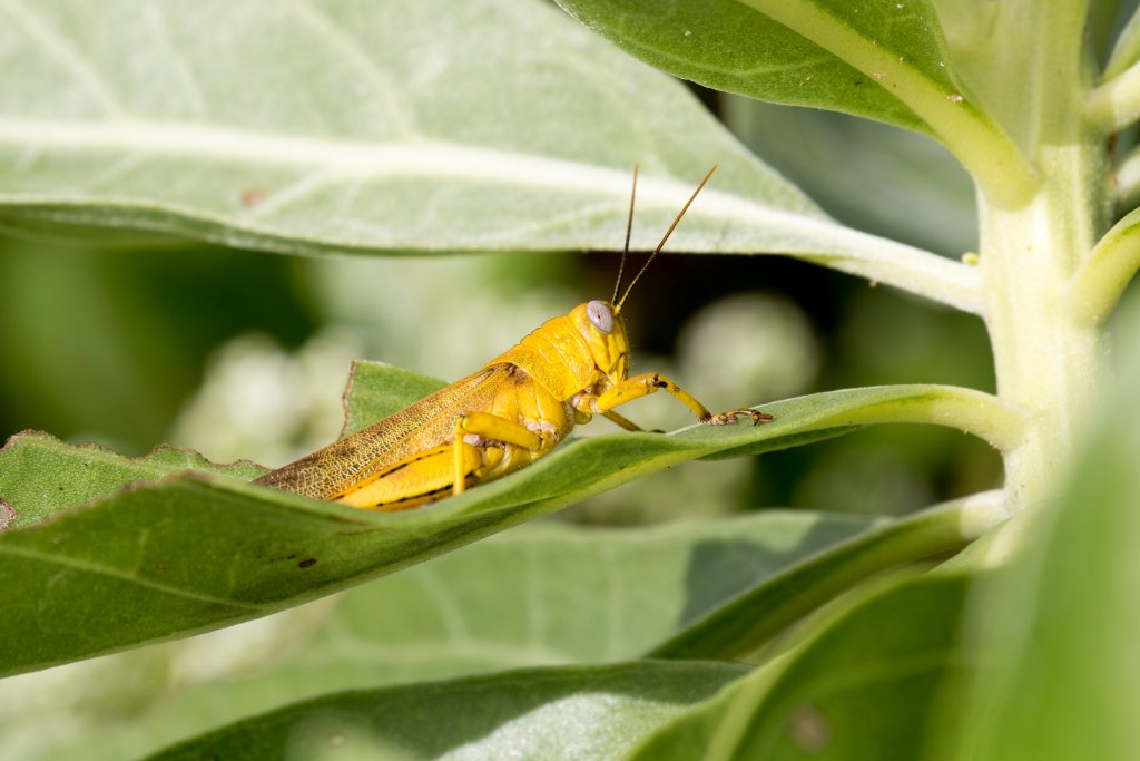 Yellow Locust