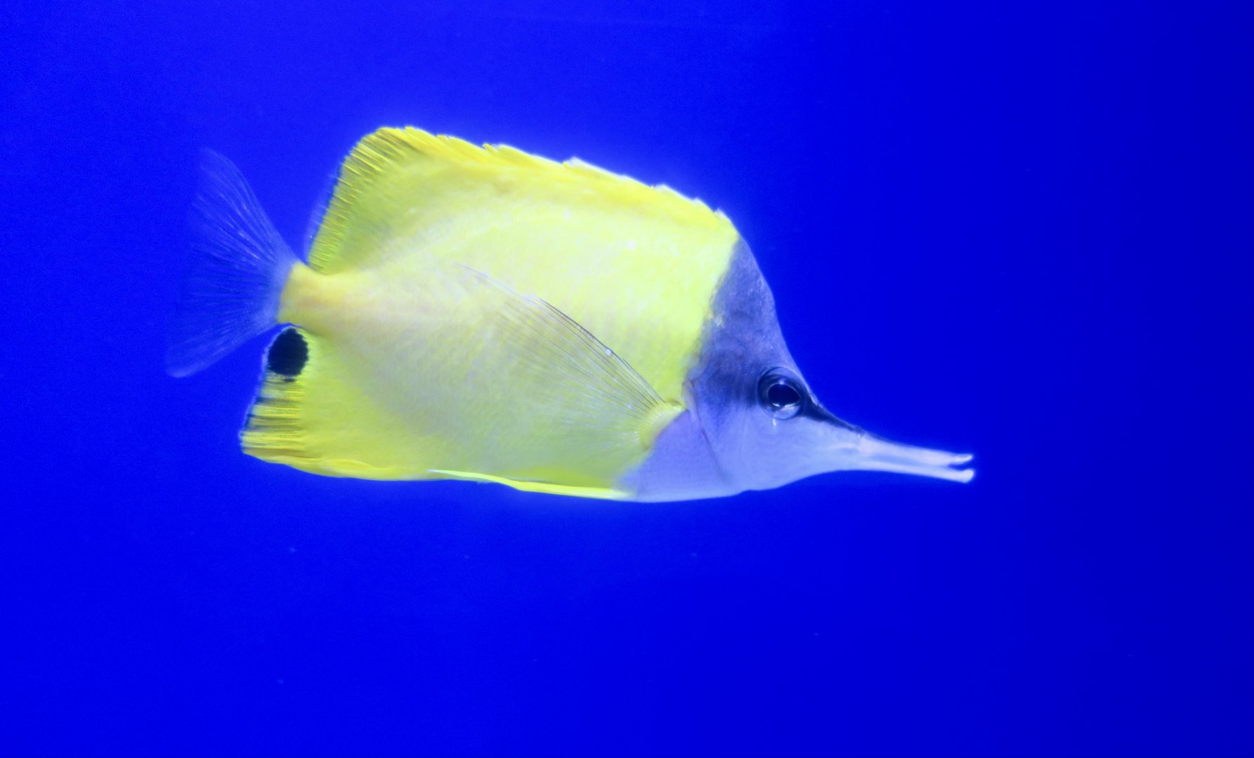 Yellow Longnose Butterflyfish (Forcipiger flavissimus)