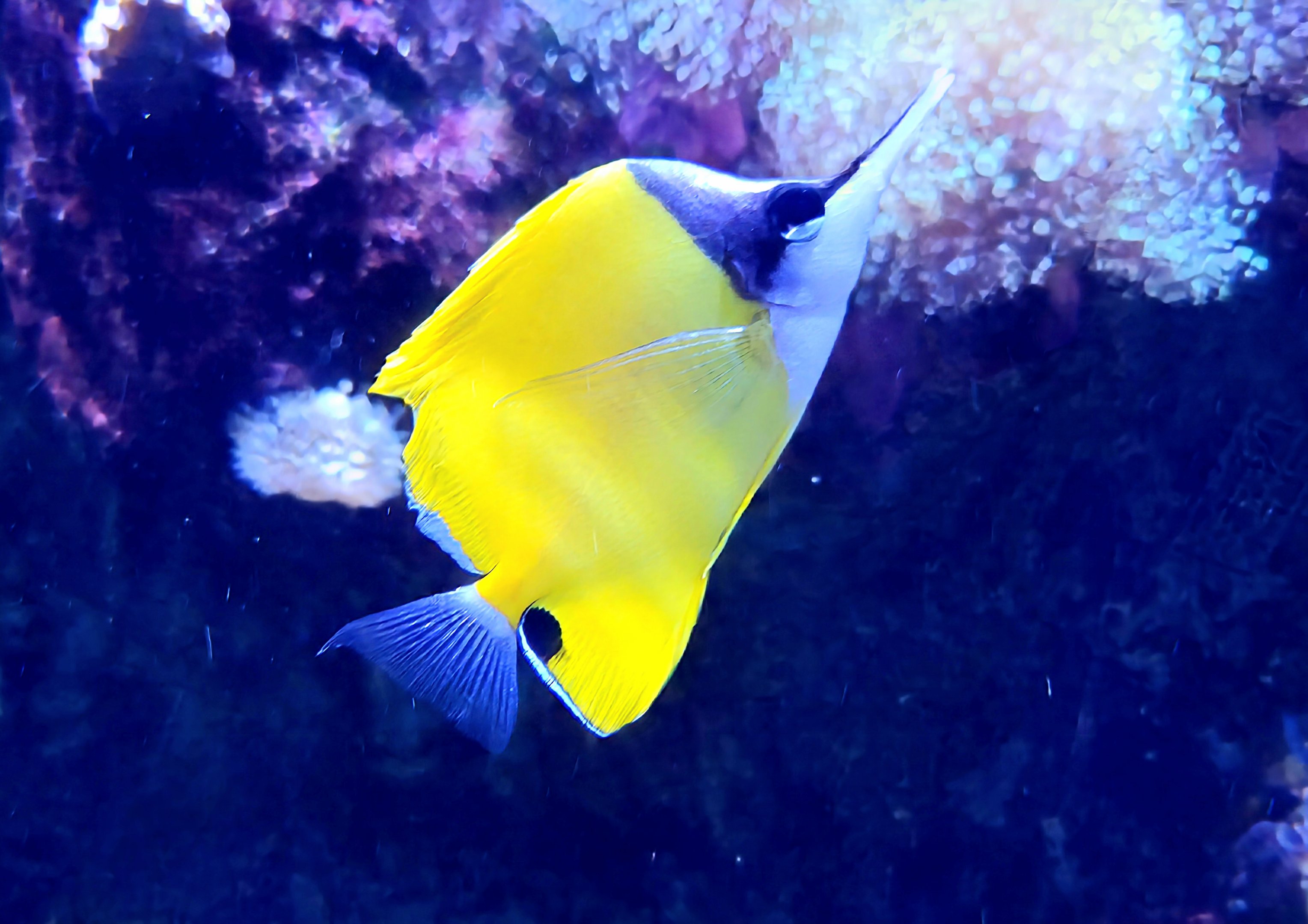 Yellow Longnose Butterflyfish - Riverbanks Zoo