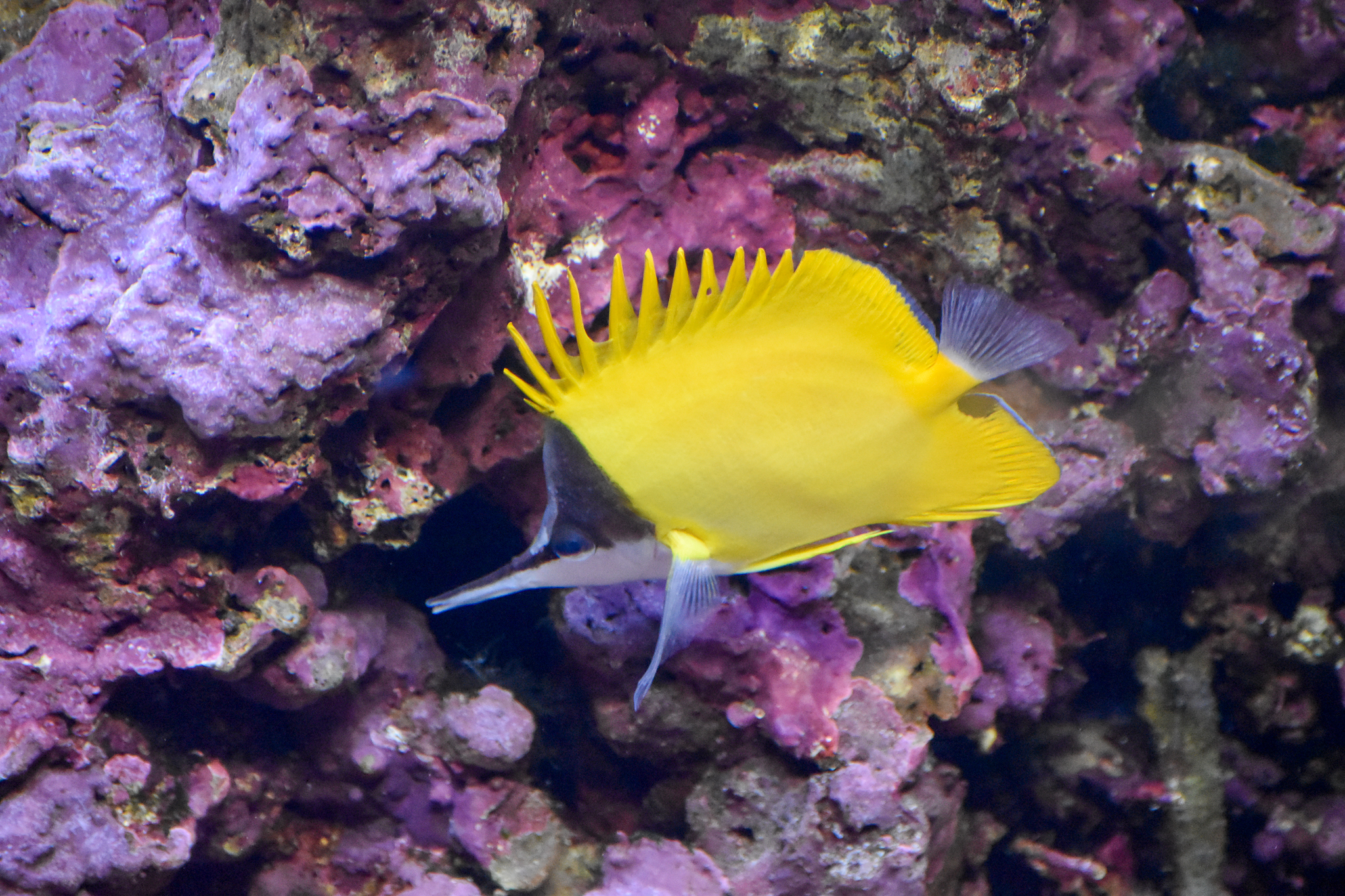 Yellow Longnose Butterflyfish