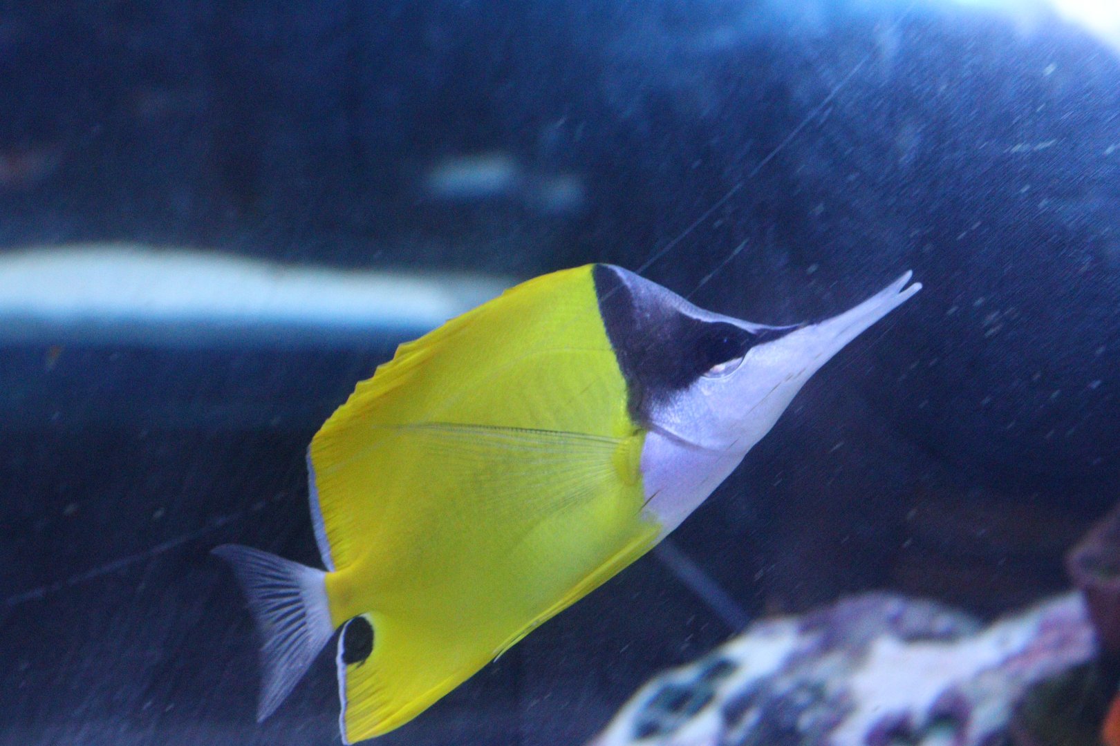 Yellow Longnose Butterflyfish