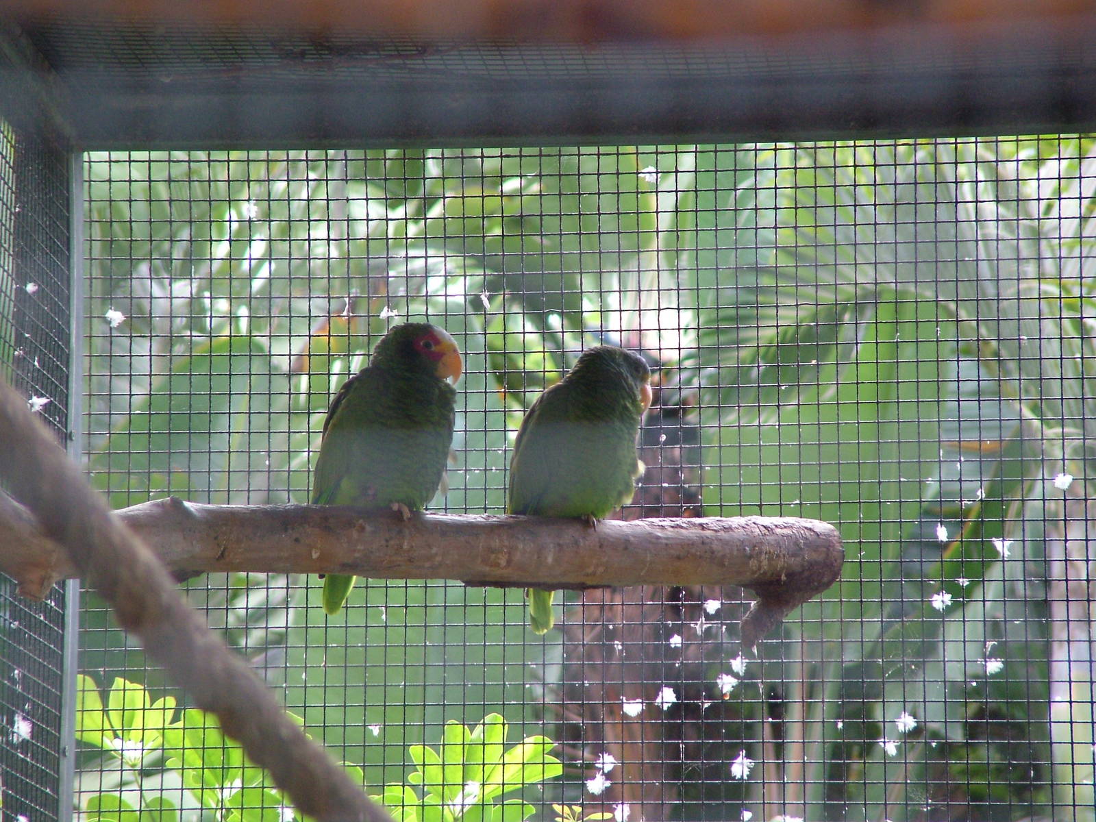 Yellow-lored Amazons at Loro Parque, 08/11/10