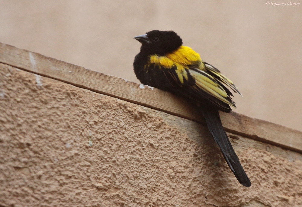 Yellow-mantled Widowbird (Euplectes macroura)