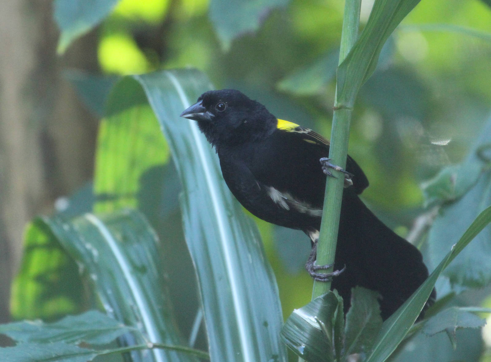 Yellow-mantled Widowbird (Euplectes macroura)