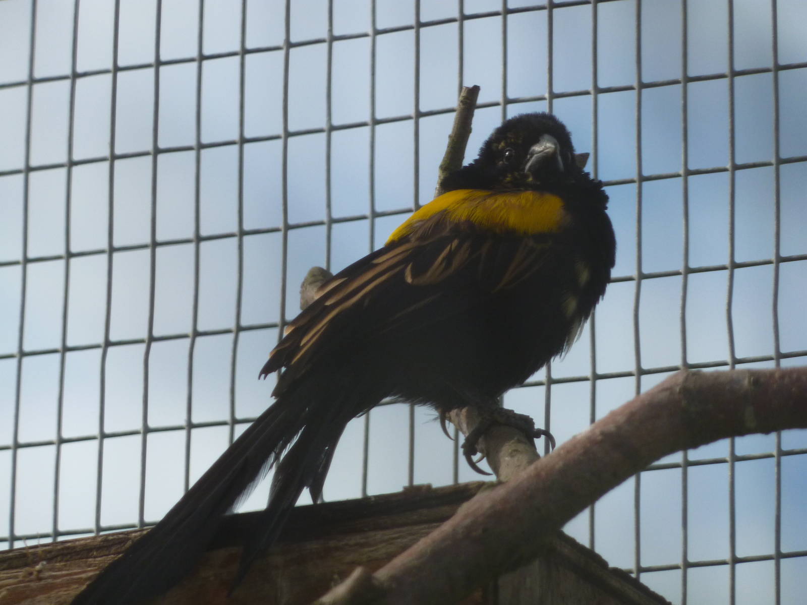 Yellow-mantled widowbird