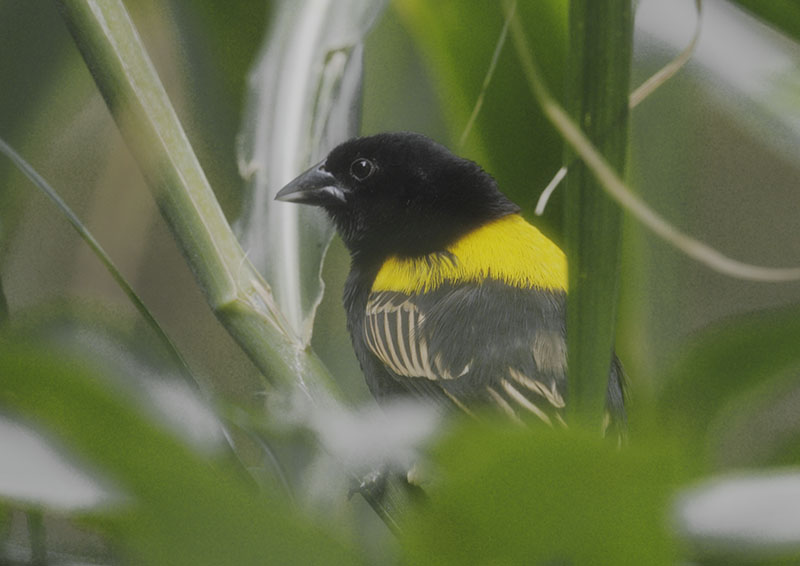 Yellow-mantled widowbird