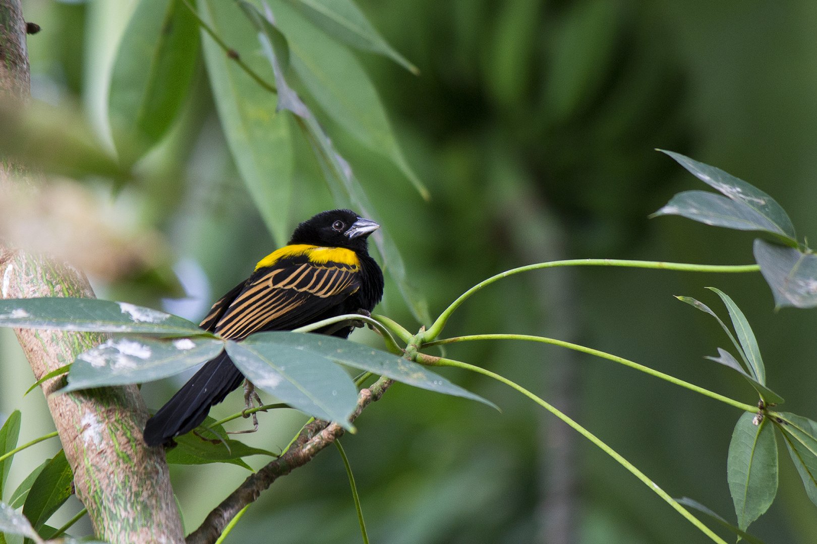 Yellow-mantled Widowbird