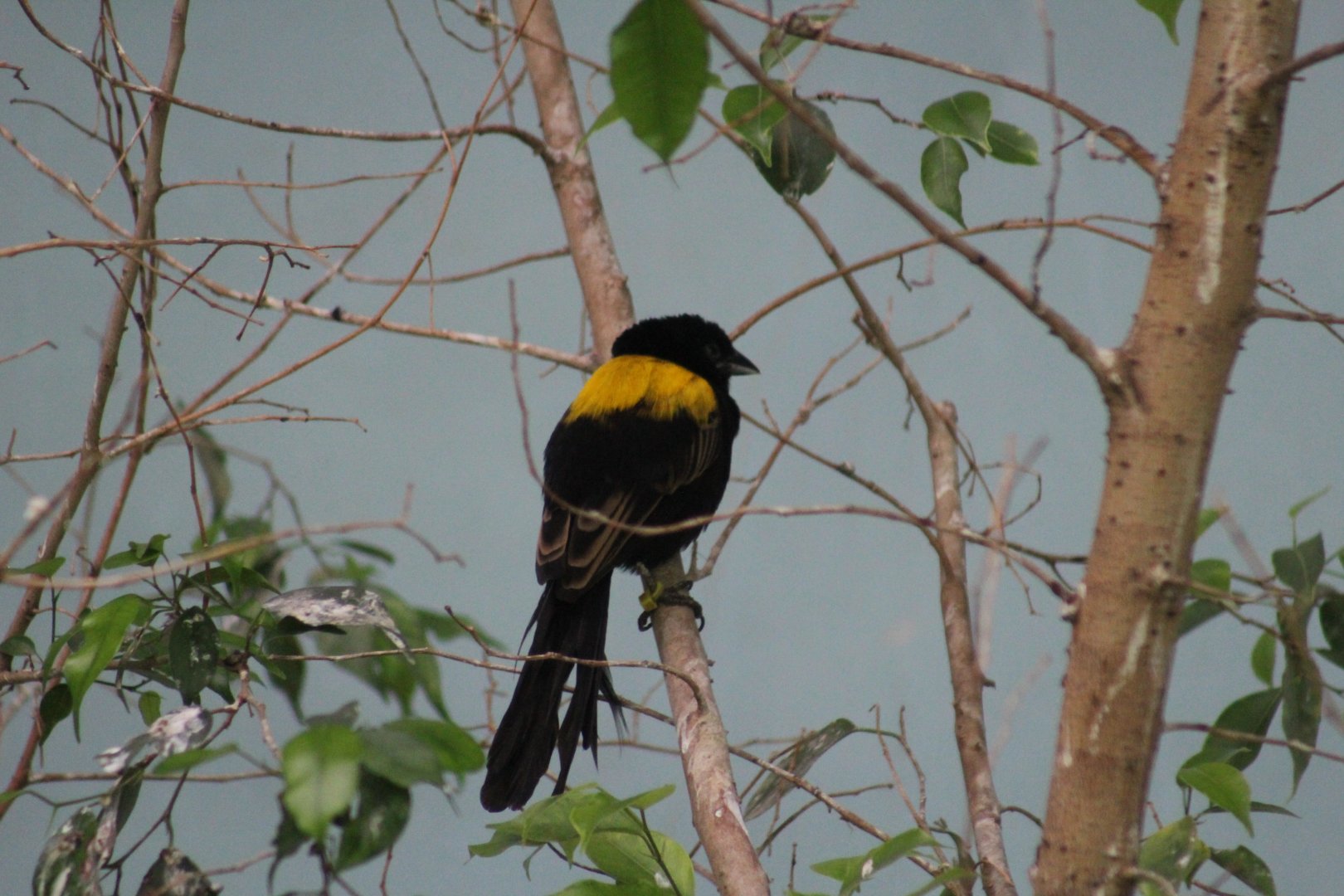Yellow-Mantled Widowbird