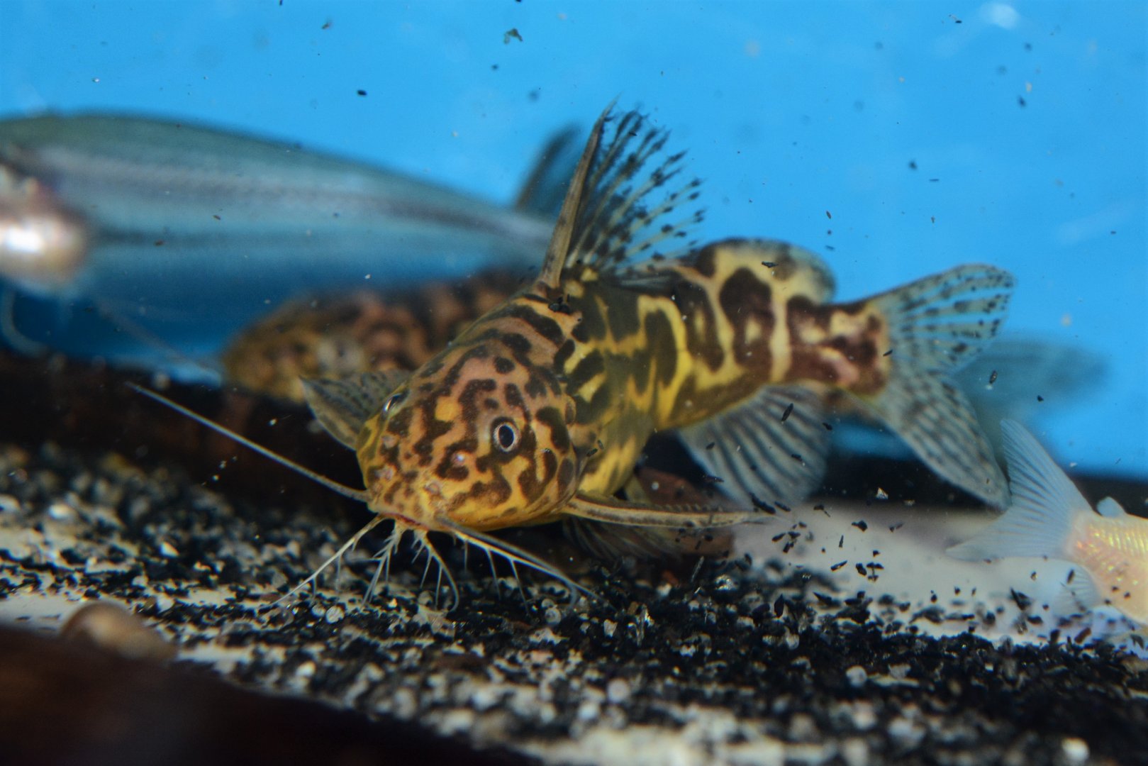 Yellow marbled squeaker (Synodontis schoutedeni)