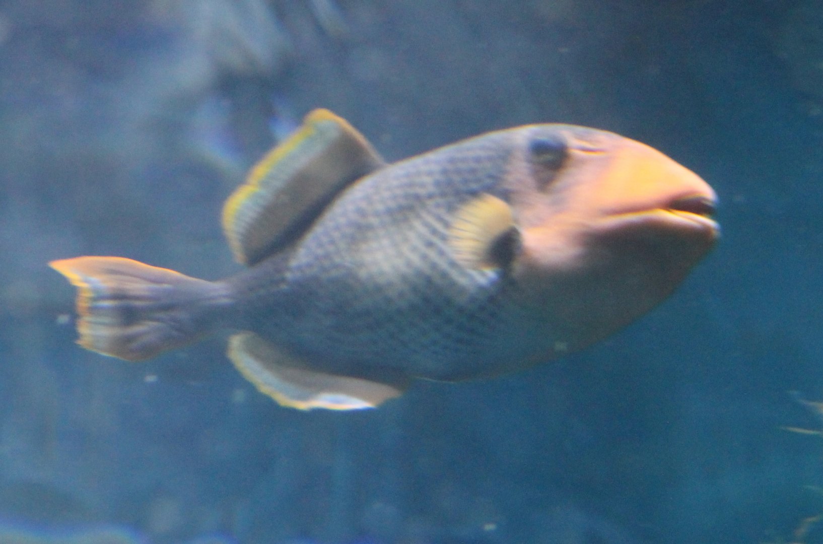 Yellow-margin triggerfish - Pseudobalistes flavomarginatus
