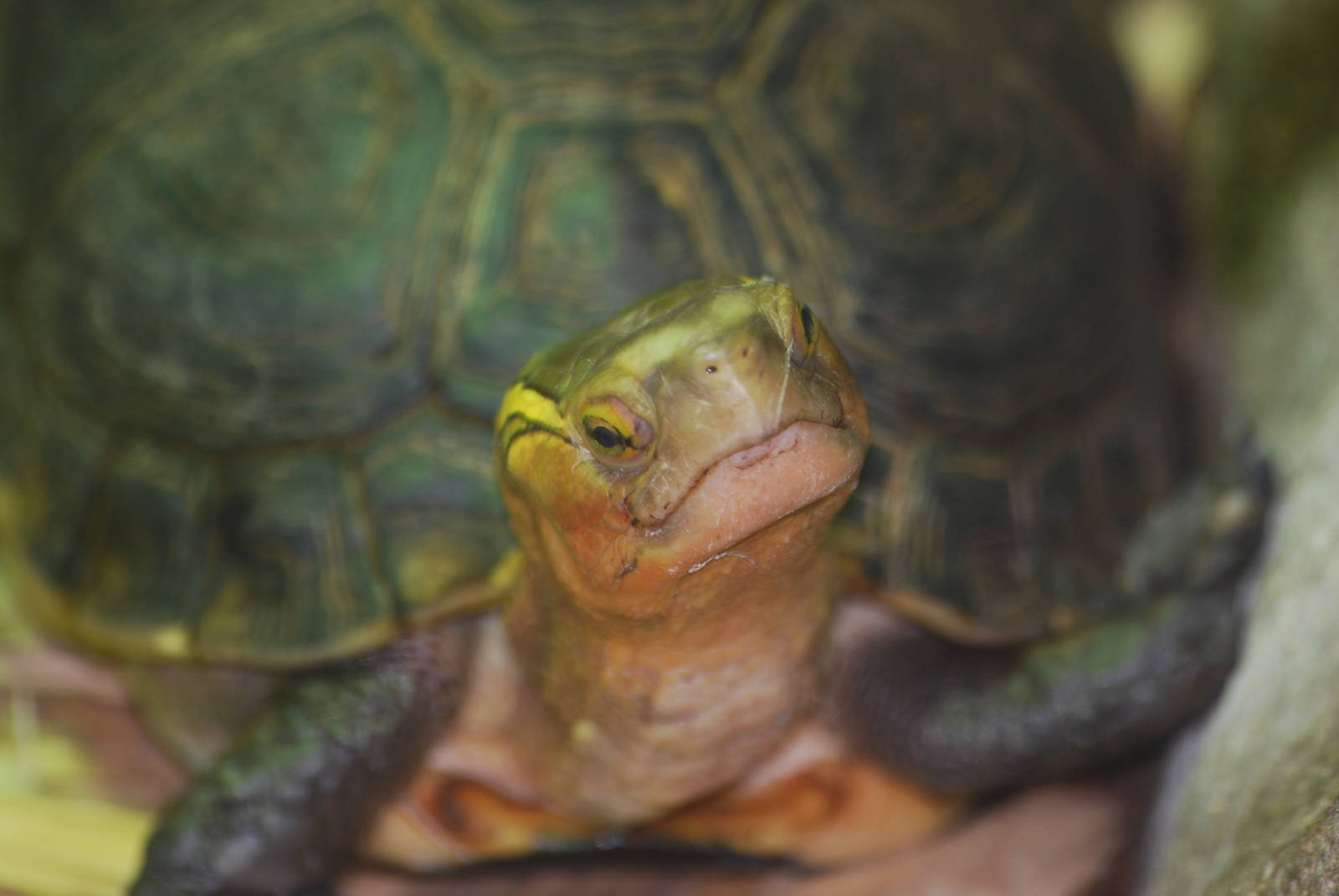 Yellow-marginated box turtle