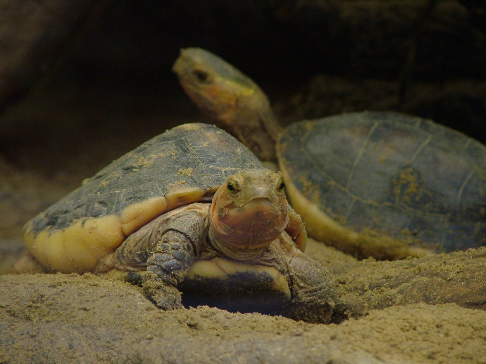 Yellow-marginated Box Turtles at Tierpark Berlin, 01/09/11
