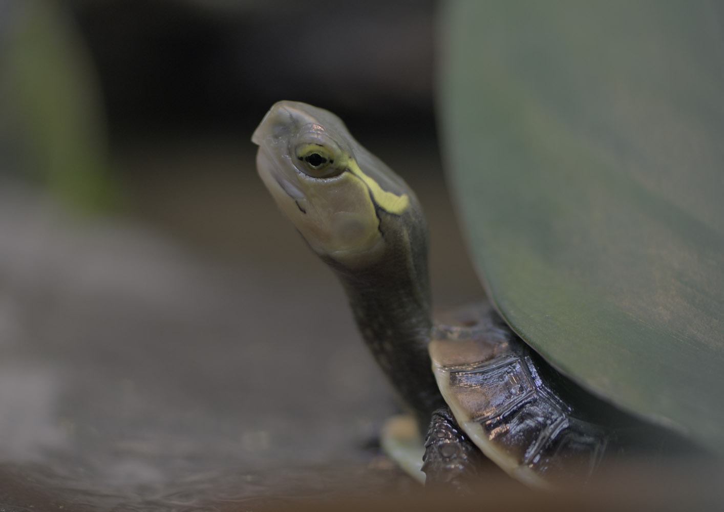 Yellow-margined box turle, hatchling