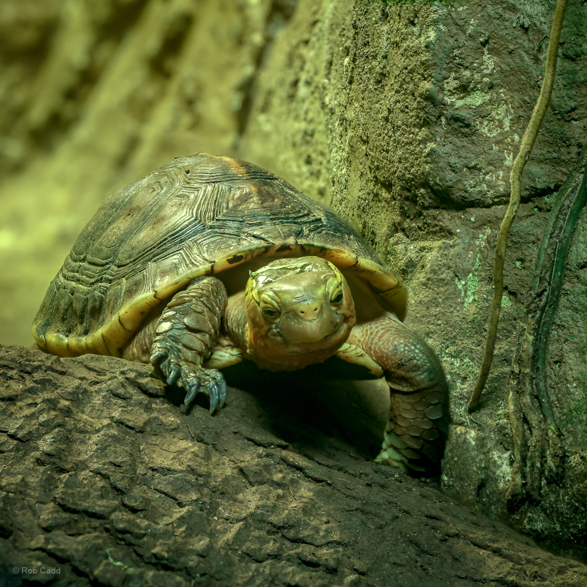 Yellow-margined box turtle : Cotswold WP : 28 Mar 2025
