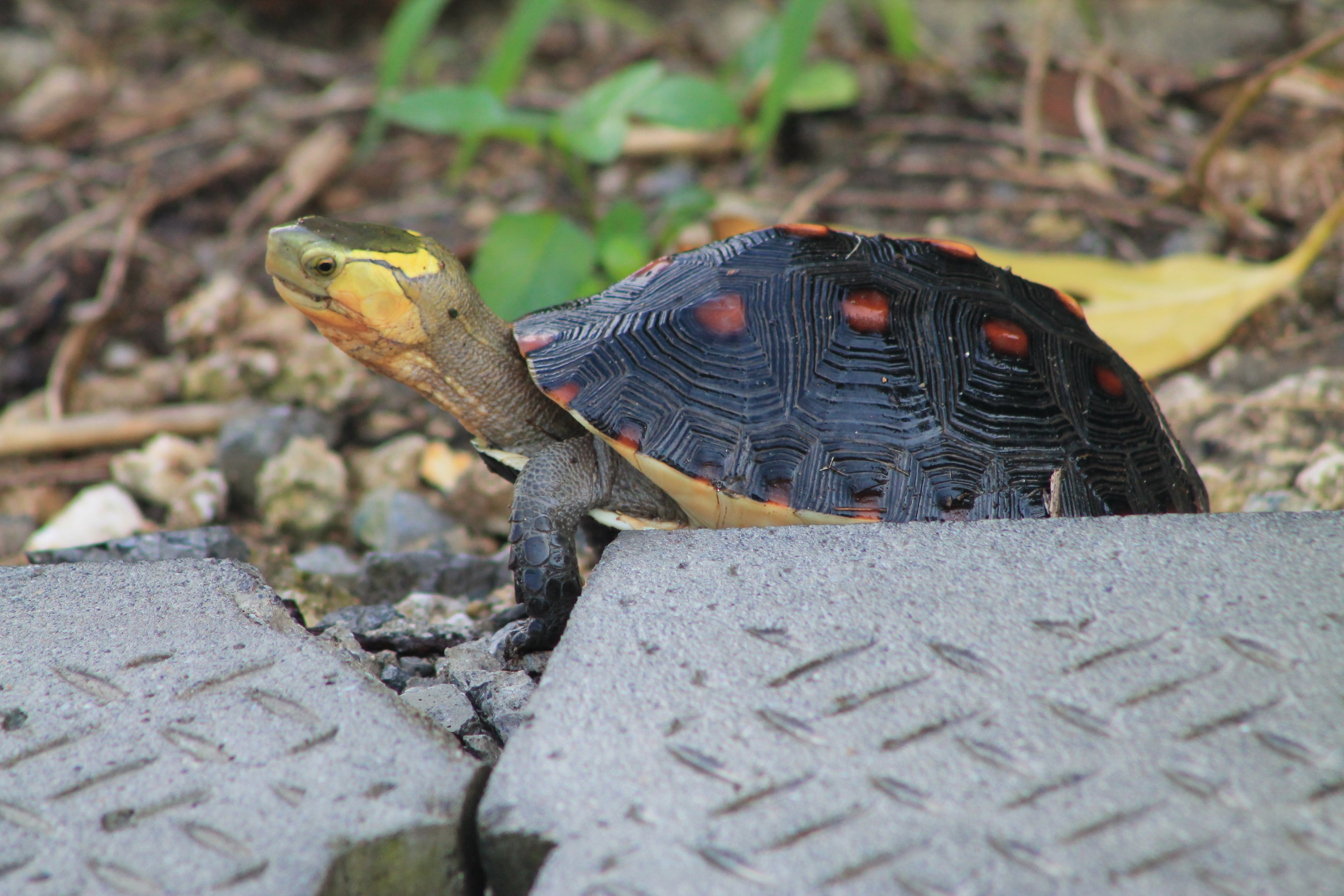 Yellow-margined Box Turtle (Cuora flavomarginata evelynae)
