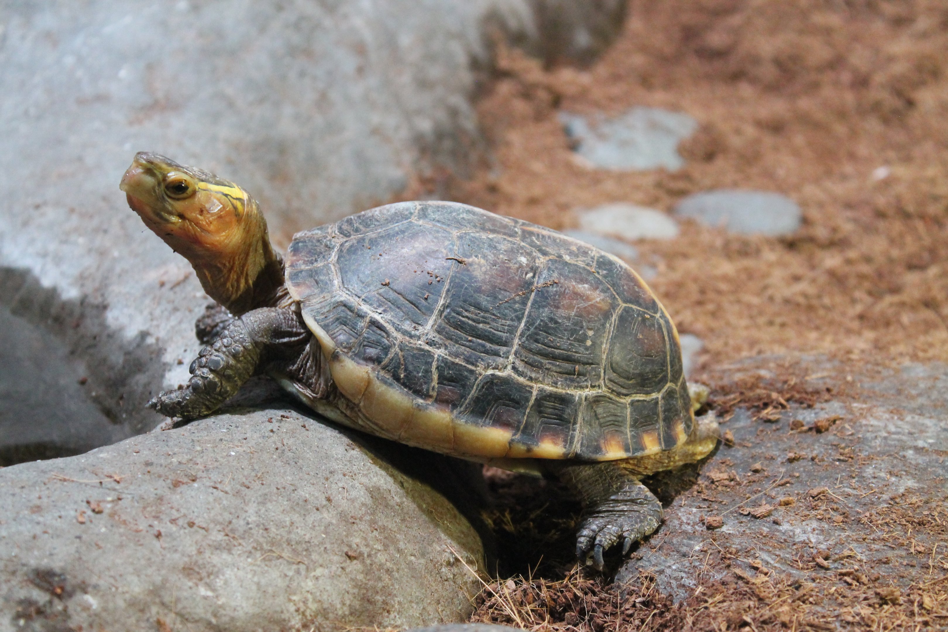 Yellow-margined Box Turtle (Cuora flavomarginata)