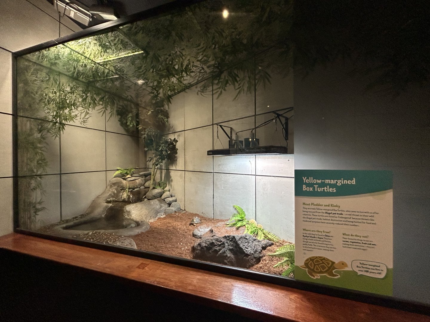 Yellow-margined Box Turtle Exhibit