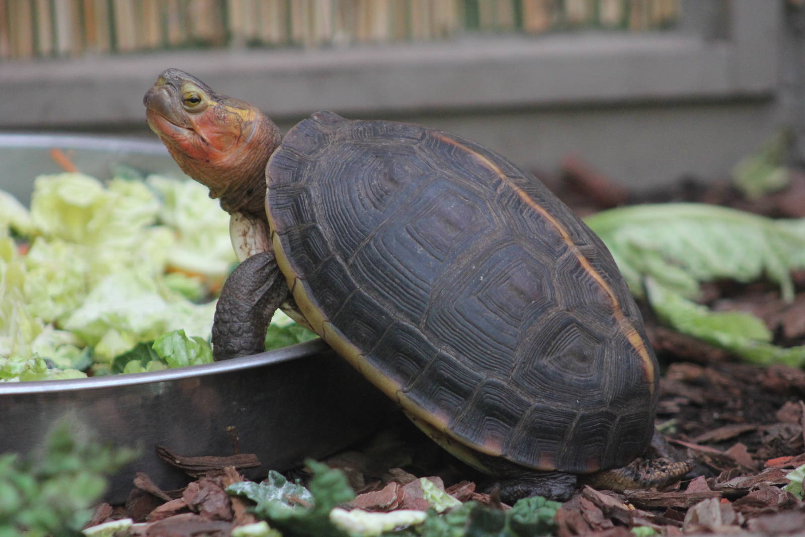 Yellow-margined box turtle