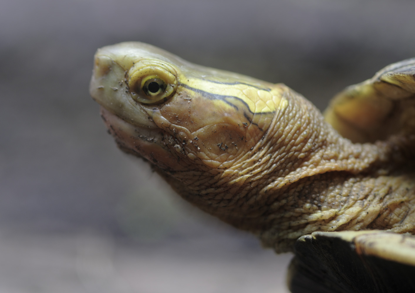 Yellow-margined box turtle