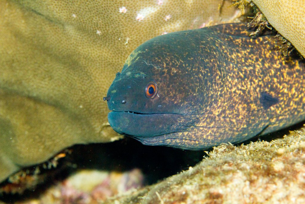 Yellow-margined Moray