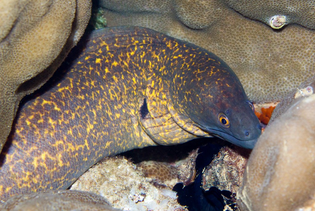 Yellow-margined Moray