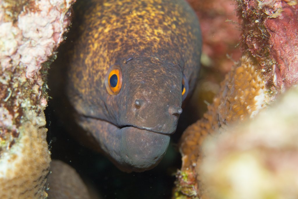 Yellow-margined Moray