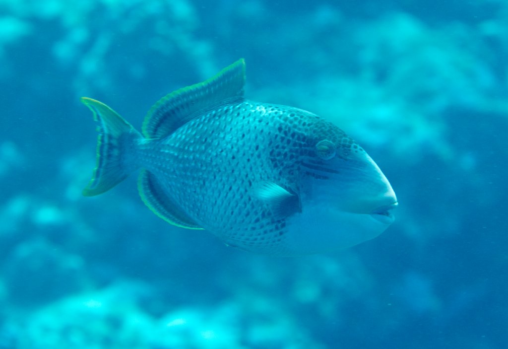 Yellow-margined Triggerfish (Pseudobalistes flavimarginatus)