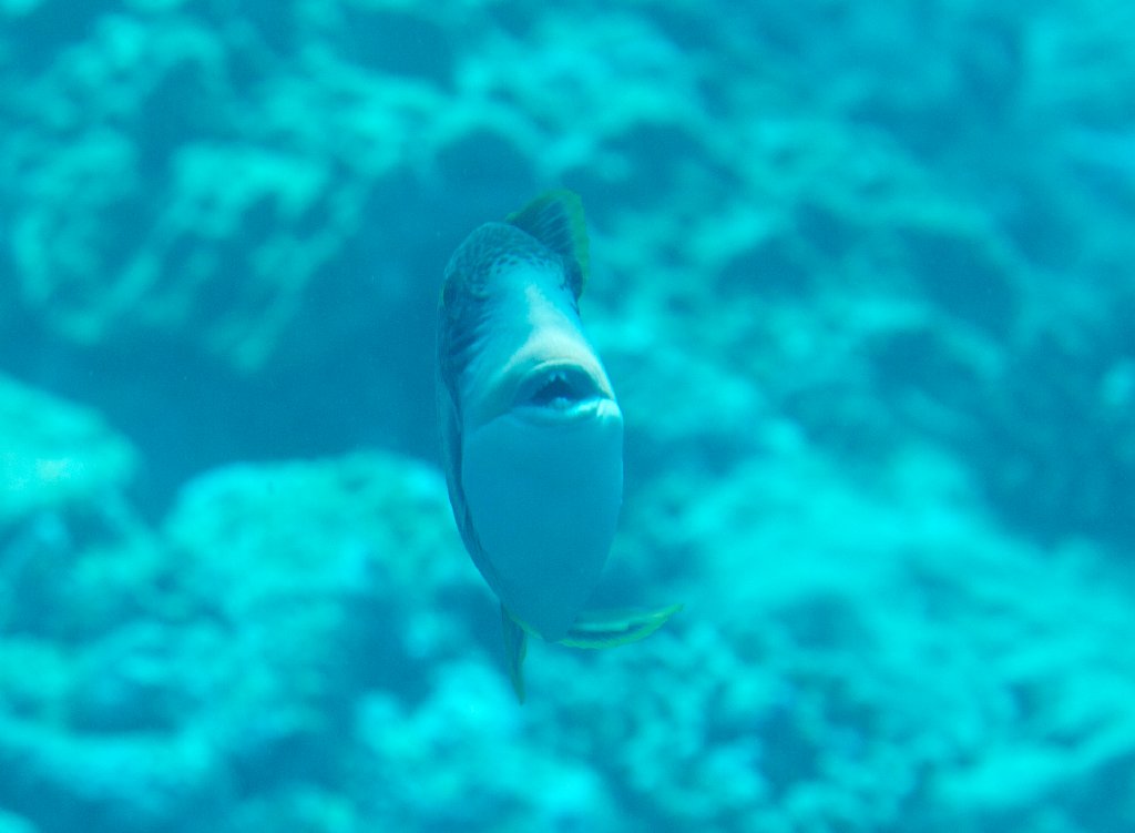 Yellow-margined triggerfish showing me it's choppers