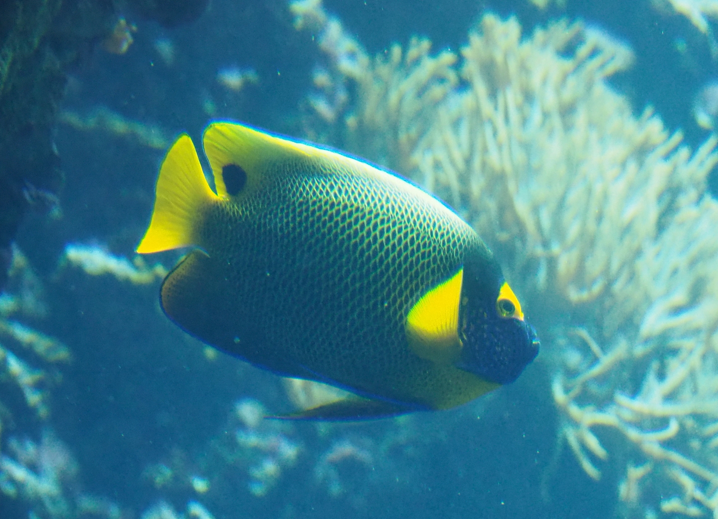 Yellow-masked angelfish (Pomacanthus xanthometopon), Sep 16th, 2018