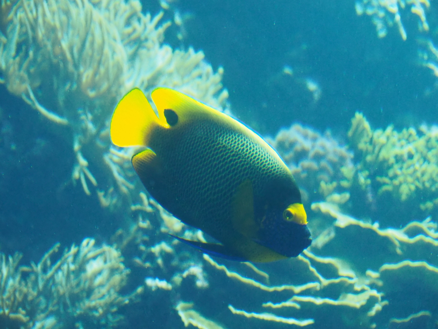 Yellow-masked angelfish (Pomacanthus xanthometopon), Sep 16th, 2018