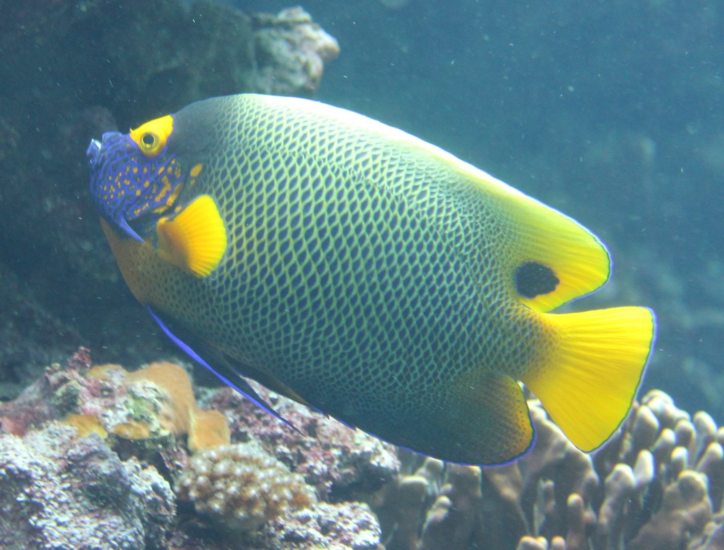 Yellow-masked angelfish