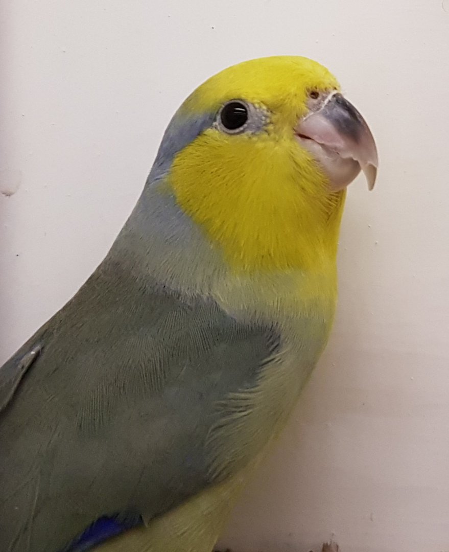 Yellow-masked forpus