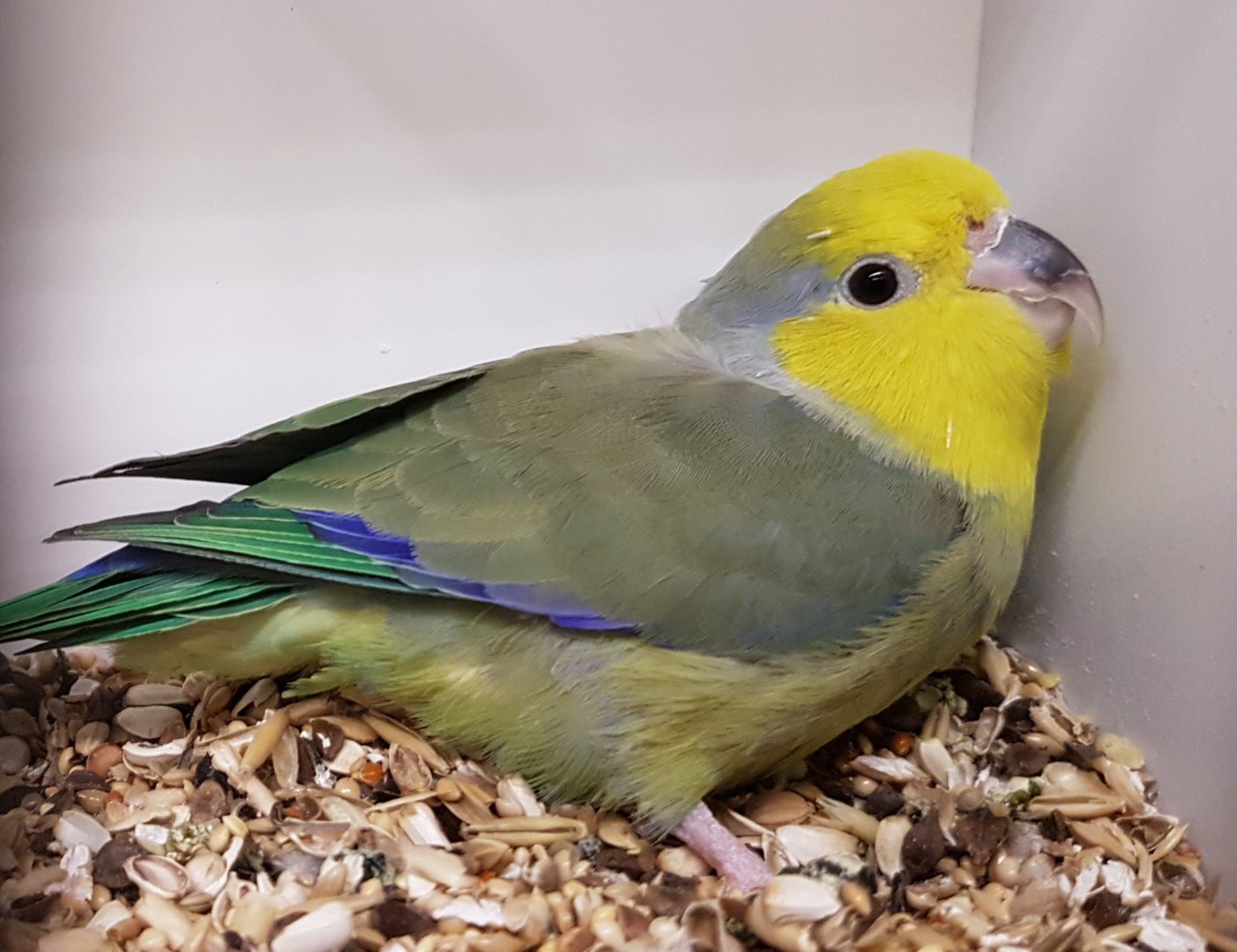 Yellow-masked parrotlet