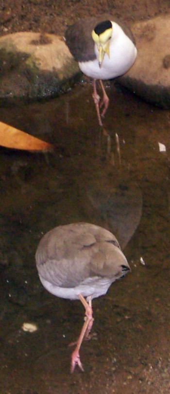 Yellow-masked Plovers (Vanellus miles)