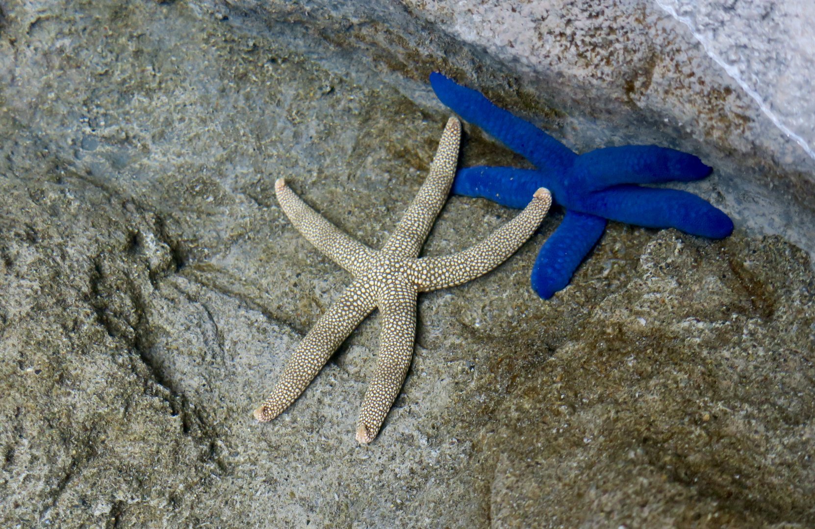 Yellow Mesh Sea Star (Nardoa novaecaledoniae) and Blue Linckia Star (Linckia laevigata)