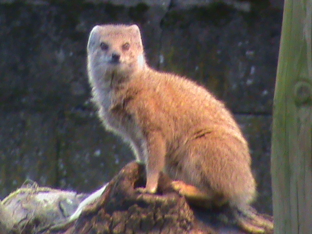yellow mongoose 03/10