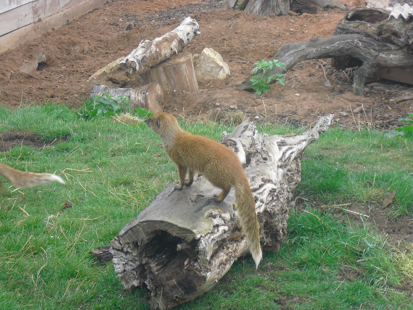Yellow Mongoose - 04/09/2011