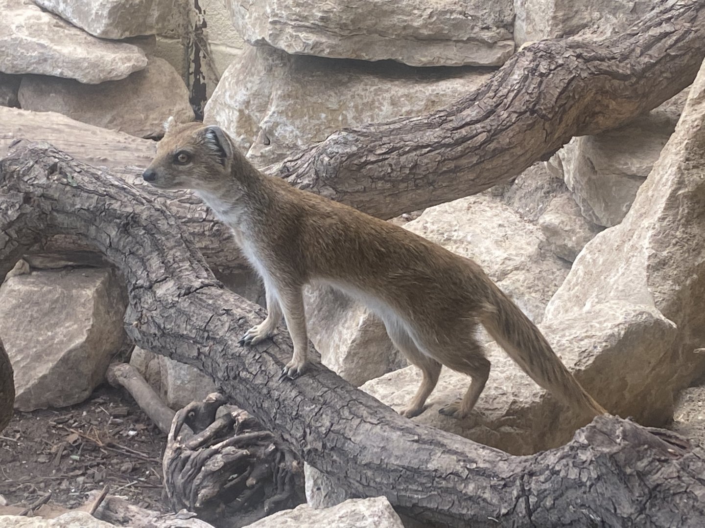Yellow mongoose 040822
