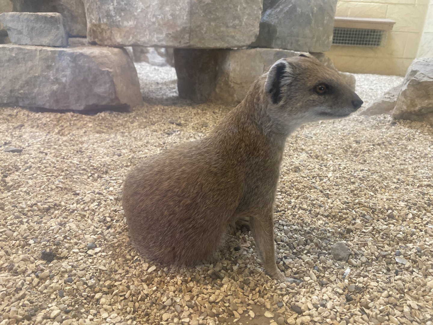 Yellow mongoose 040822