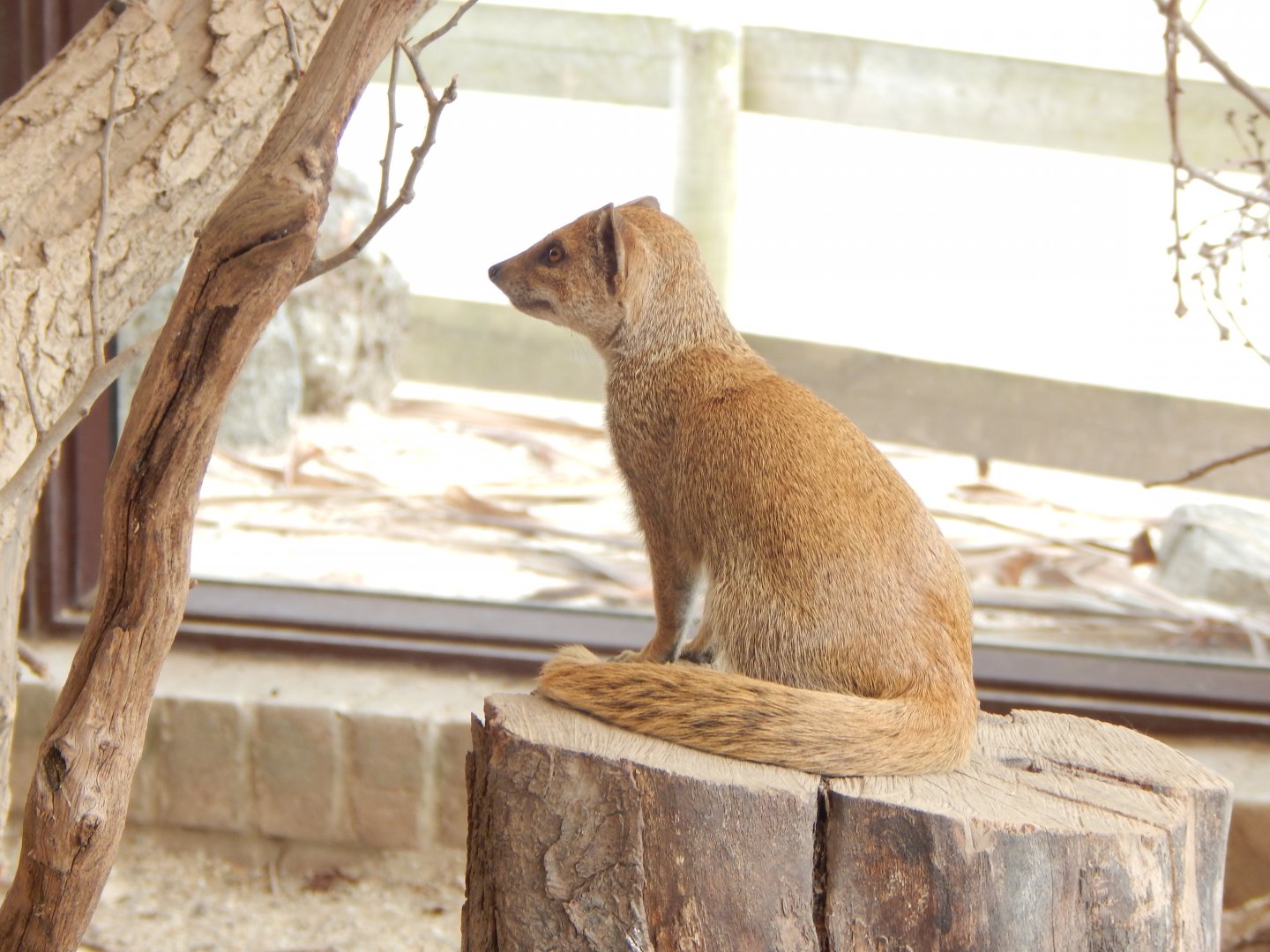 Yellow mongoose 040822