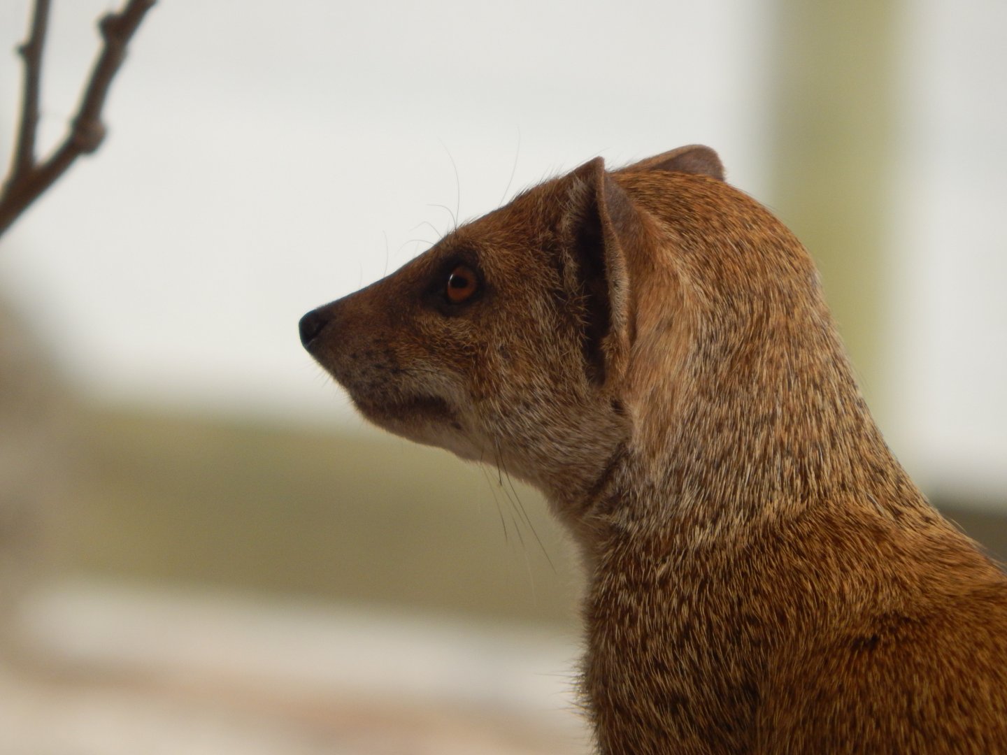 Yellow mongoose 040822